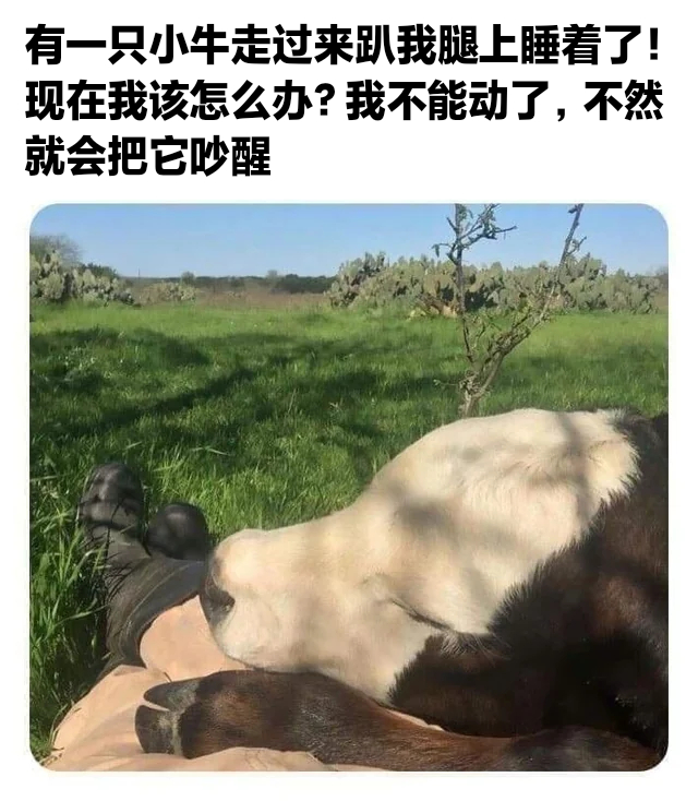 啊小牛#meme# ​​​