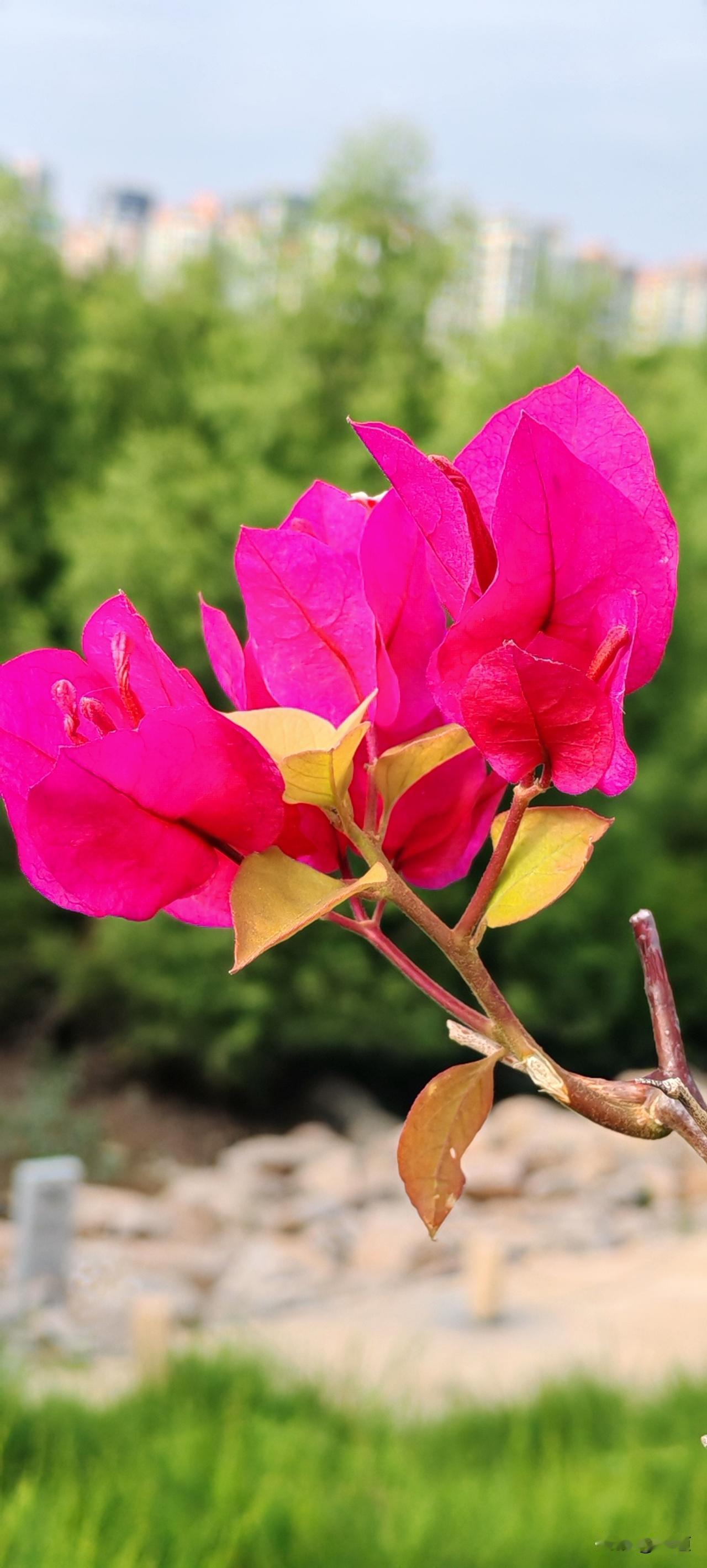 39岁未婚女还能找到精品优质男吗能，前提是你也是精品优质女。