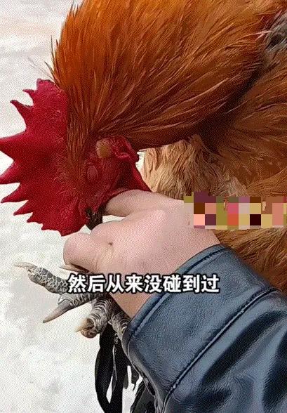 “科学无法解释！”安徽一男子，准备将自家养了3年的大公鸡卖掉，谁知，当他把公鸡一