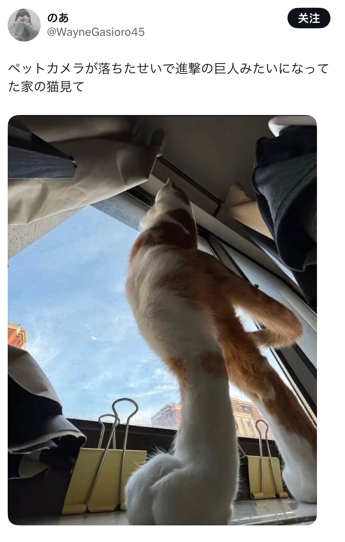 宠物摄像头掉了下来，拍我家猫的镜头视角，瞬间有进击的巨人那味儿了