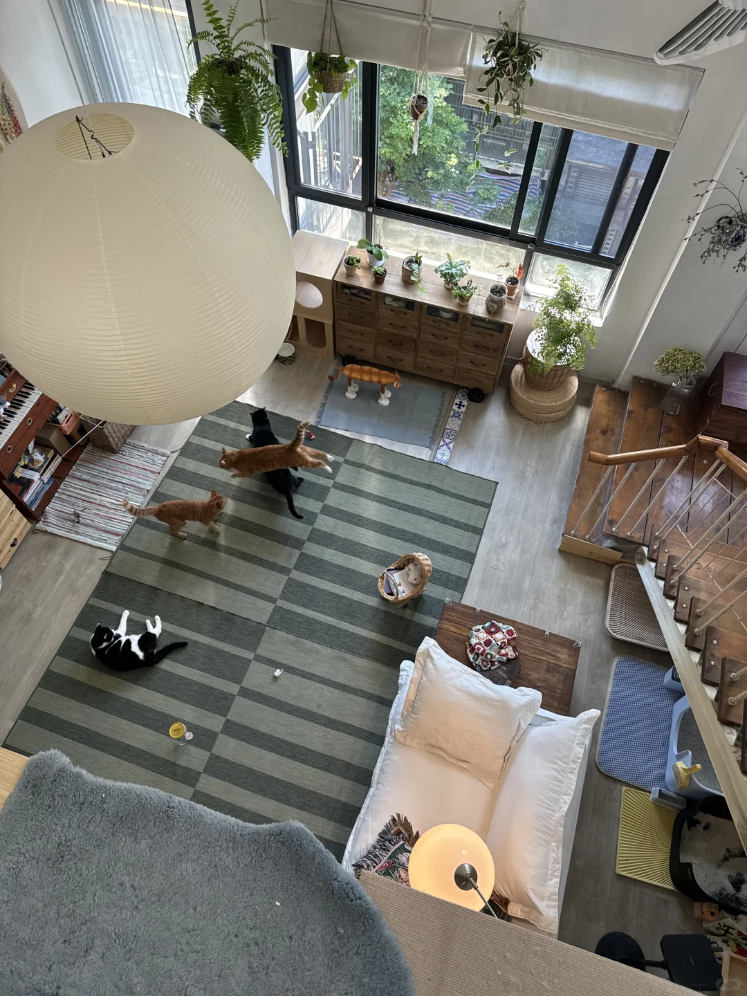 抢到了买一送一的发疯地毯，猫猫爱惨了