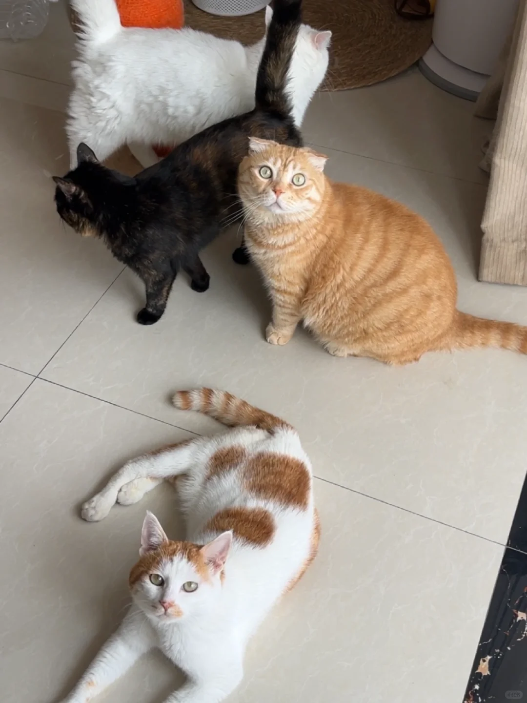 发一张图证明你有很多小猫