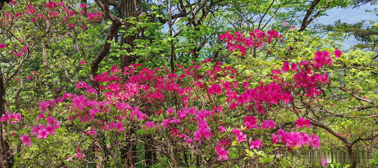 山居寄怀

闲来偶居翠谷间，白云深处窥云天。
鸟鸣唤醒红尘梦，花开铺满绿水涧。