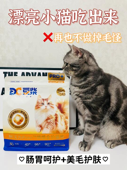漂亮小猫吃出来，再也不做掉毛怪！