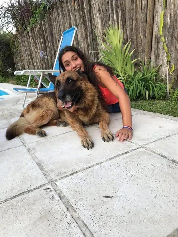 和德国牧羊犬合照时发生了意外，姑娘你可真是太大意了