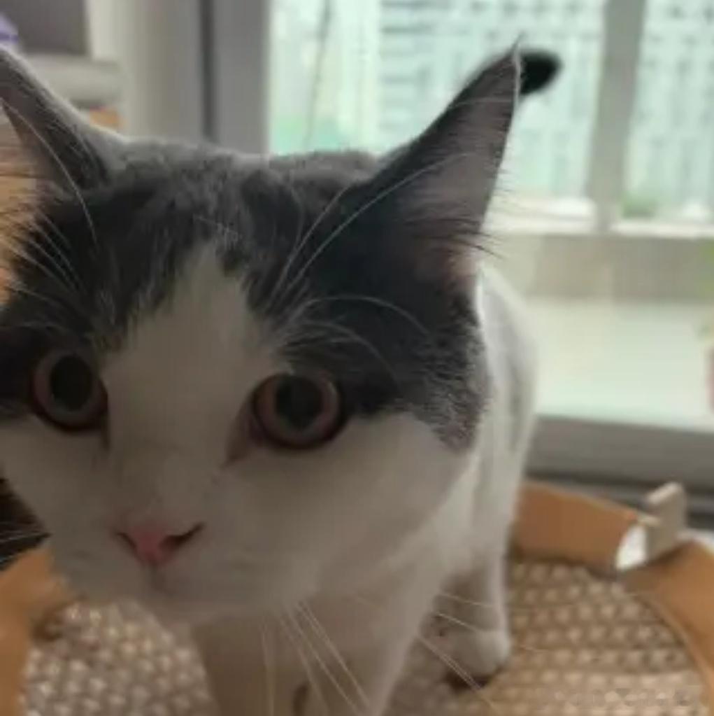 高傲的饭桶为了翻牌试出来了浑身解数 