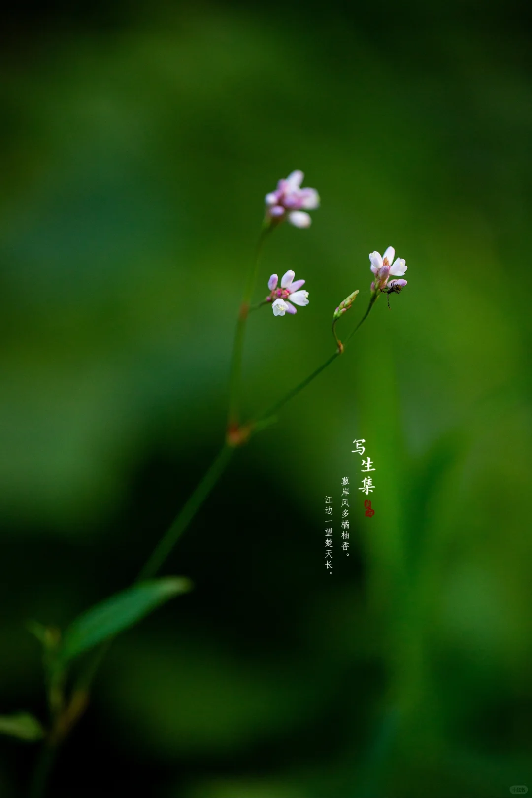 箭叶蓼