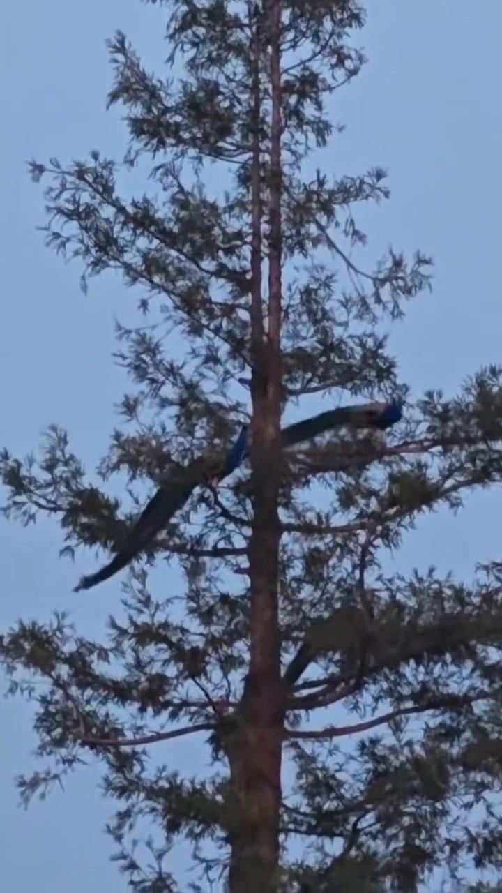 大树上面就是孔雀。孔雀夜晚在树上过夜是为了安全，只有离开地面才安全。地面上有动物