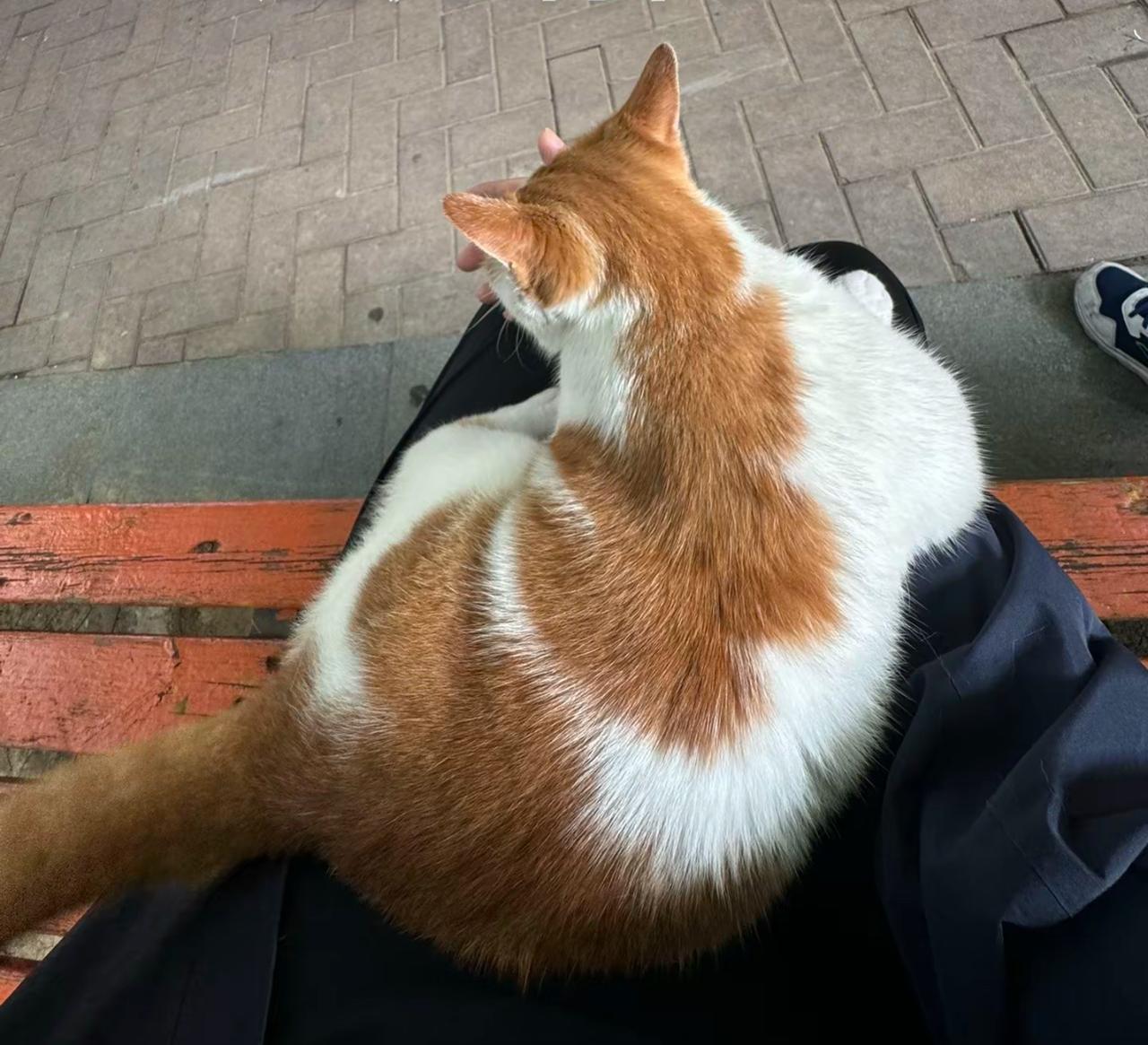 你家的猫咪是什么花色的