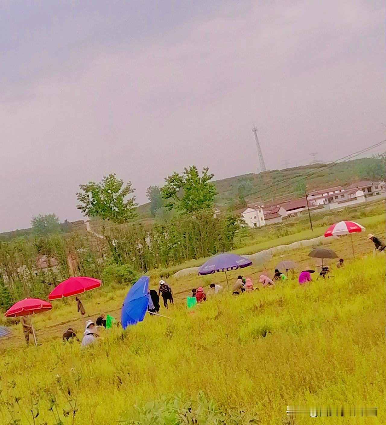 《收元胡（李林4月26日摄于汉中城固）》
图二为从元胡根上摘下的元胡。
汉中城固