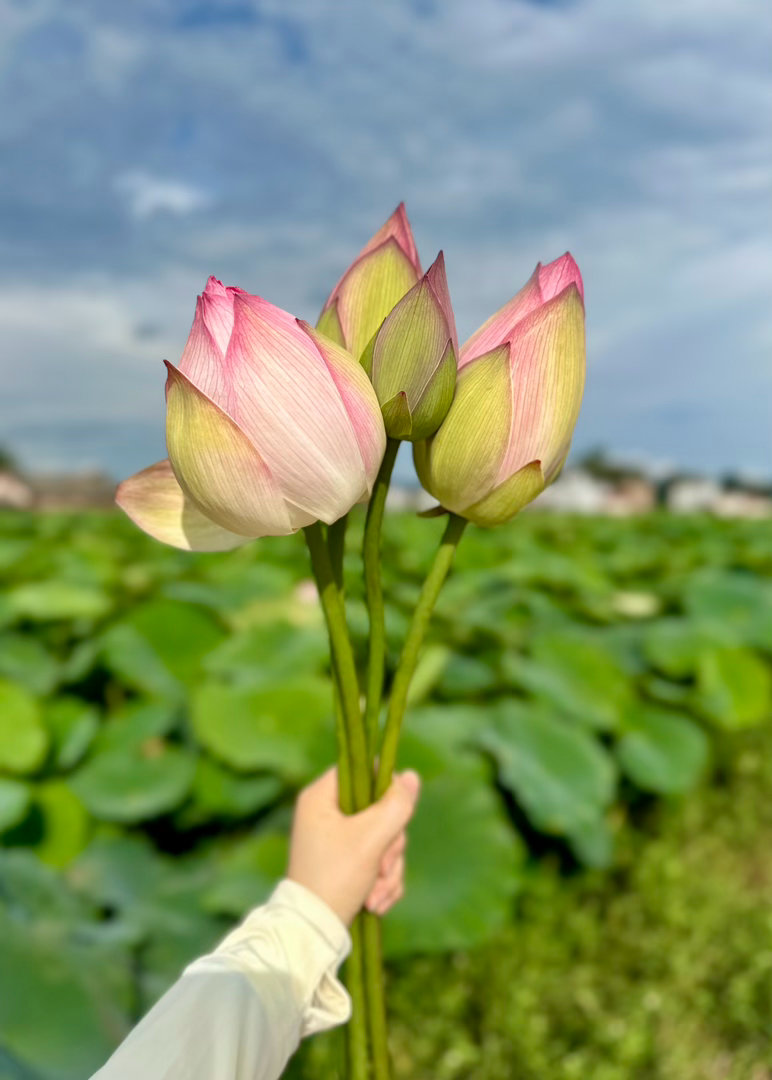 无尘无幻的自性清凉坐在沙滩上被烟火熏染的尘世烦恼包裹成一个核桃这内外的冲突 又构