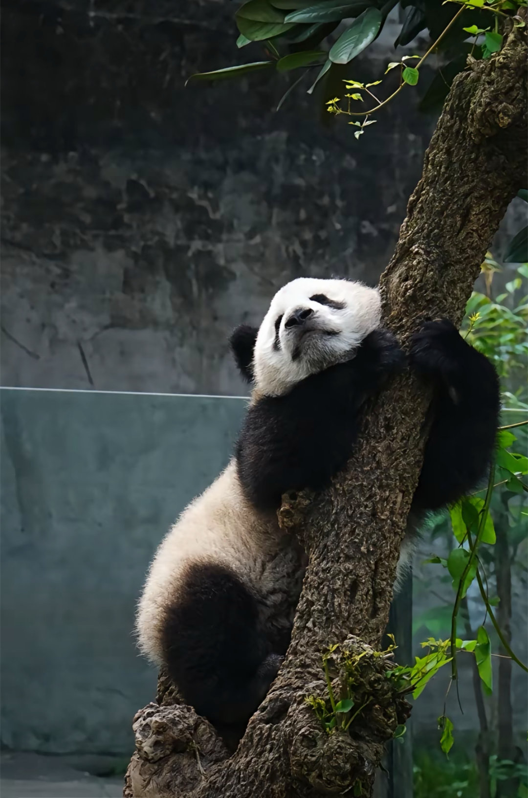 翻到小五小时候的照片，树上好惬意～🐼 