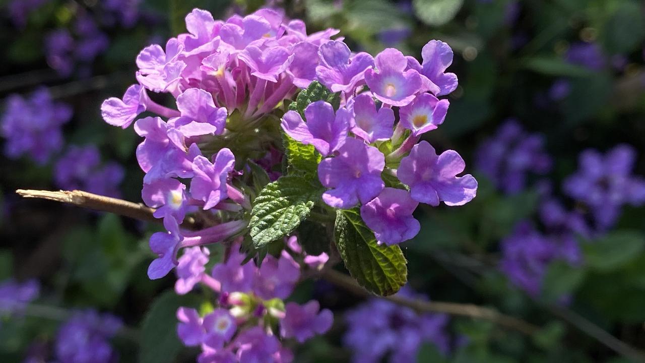 一簇是马缨丹，把细碎的紫攒成球，挤挤挨挨地开在荒坡上。叶片带着糙糙的绒毛，茎秆也