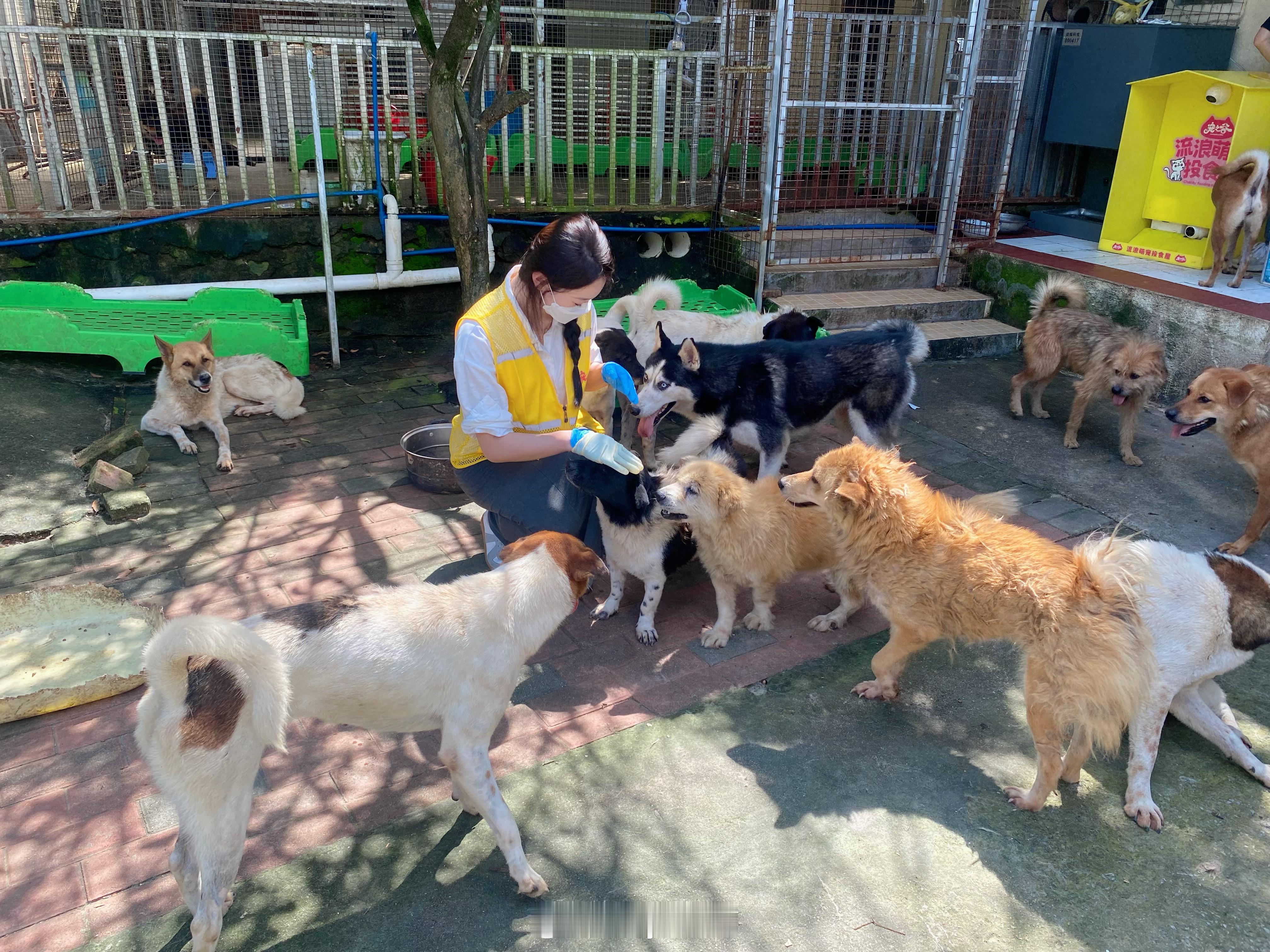 今天来流浪动物救助站做义工听到很多狗狗们的故事  有被主人遗弃的 有在路边受伤的