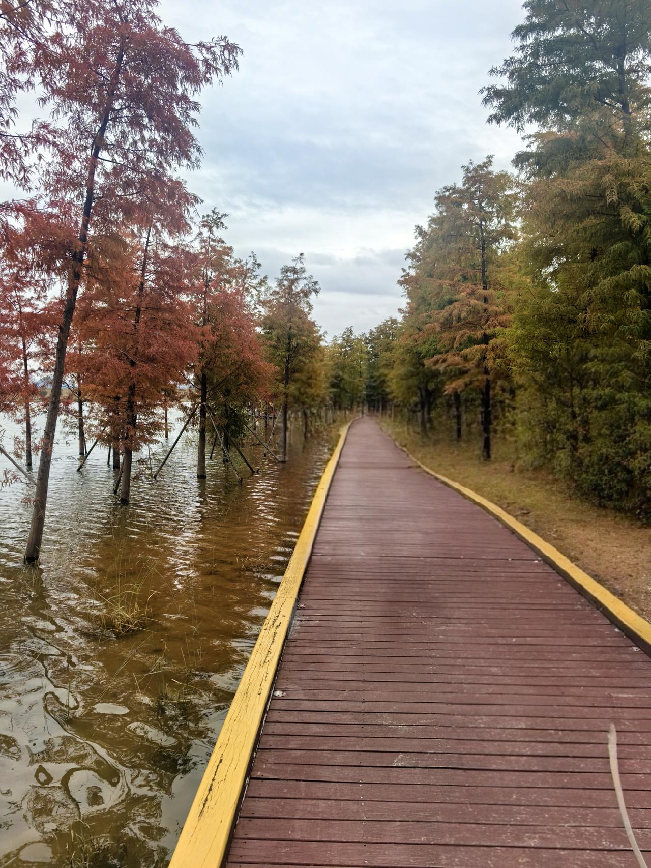 深圳的秋天在九围湿地公园。星期天到公园观赏落羽杉的人特别多，落羽杉的叶子变黄，变