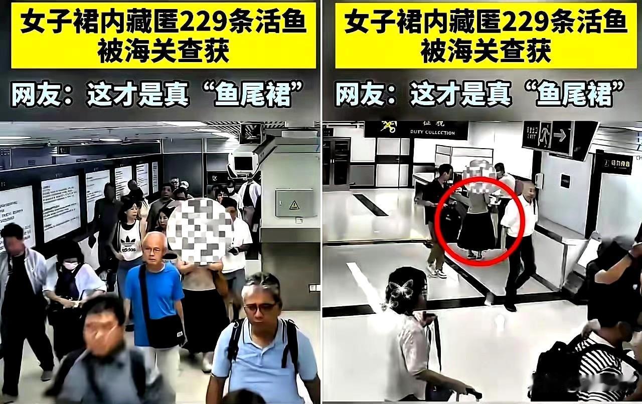 海关在一女子裙内查获229条活鱼
深圳罗湖海关查获一起走私案，真是让人跌破眼镜—