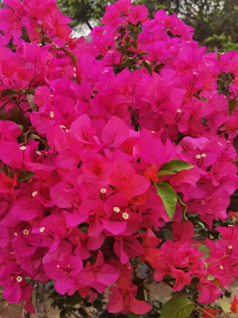 随手拍这三角梅，开得热烈又张扬，一团团玫红撞进眼里，把寻常日子都染得滚烫。
没有