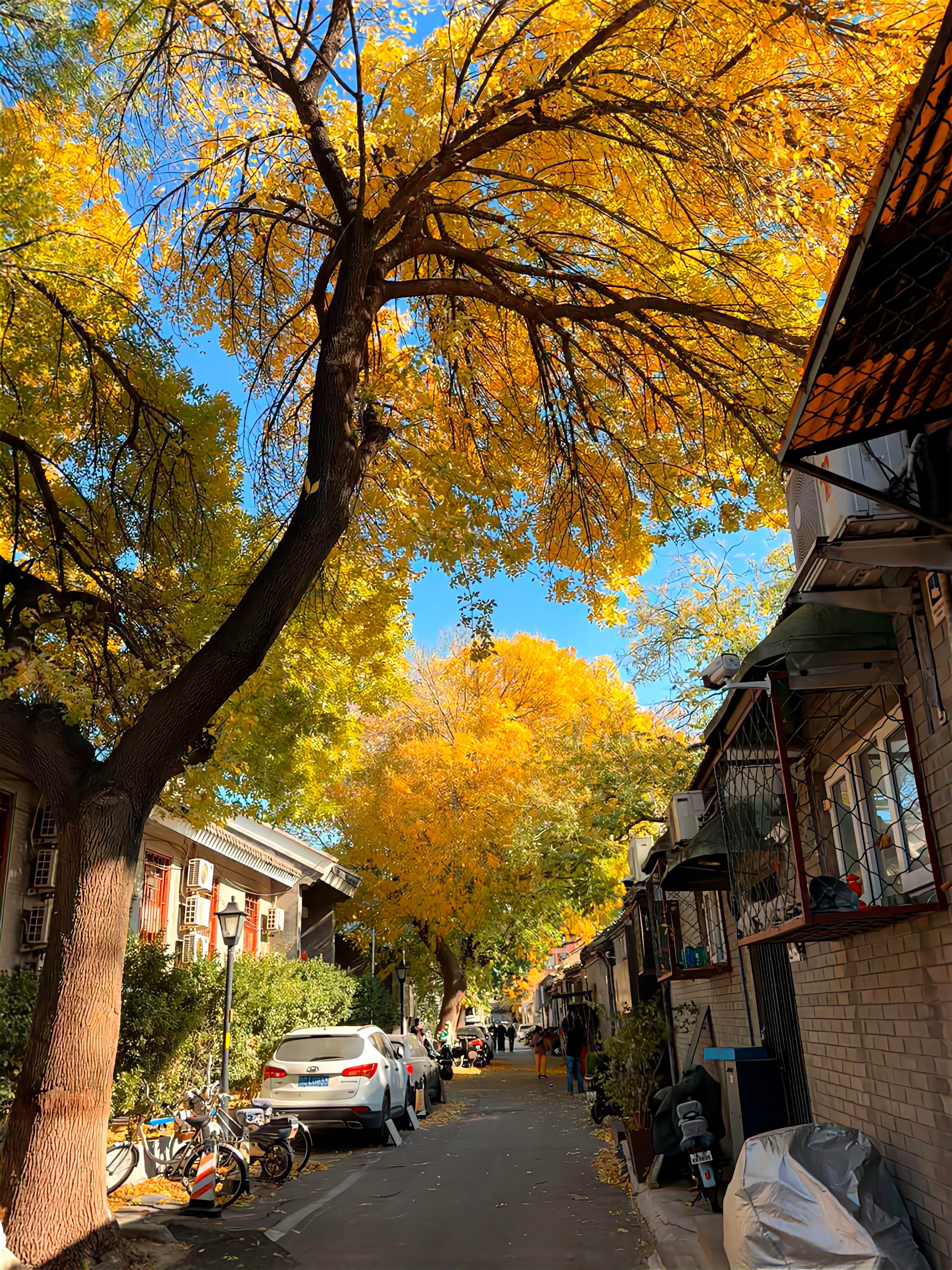 北平的秋🍂 ​​​