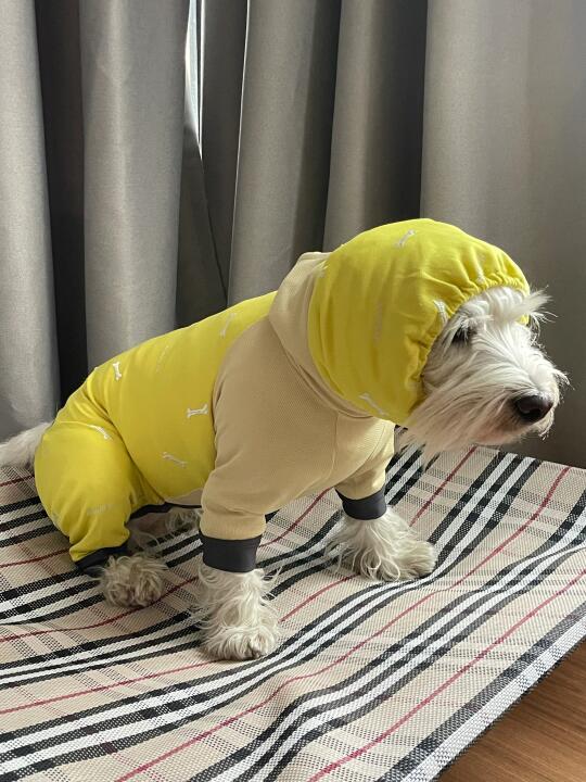 alp四脚凉凉已到！防蹭💩服终于有了