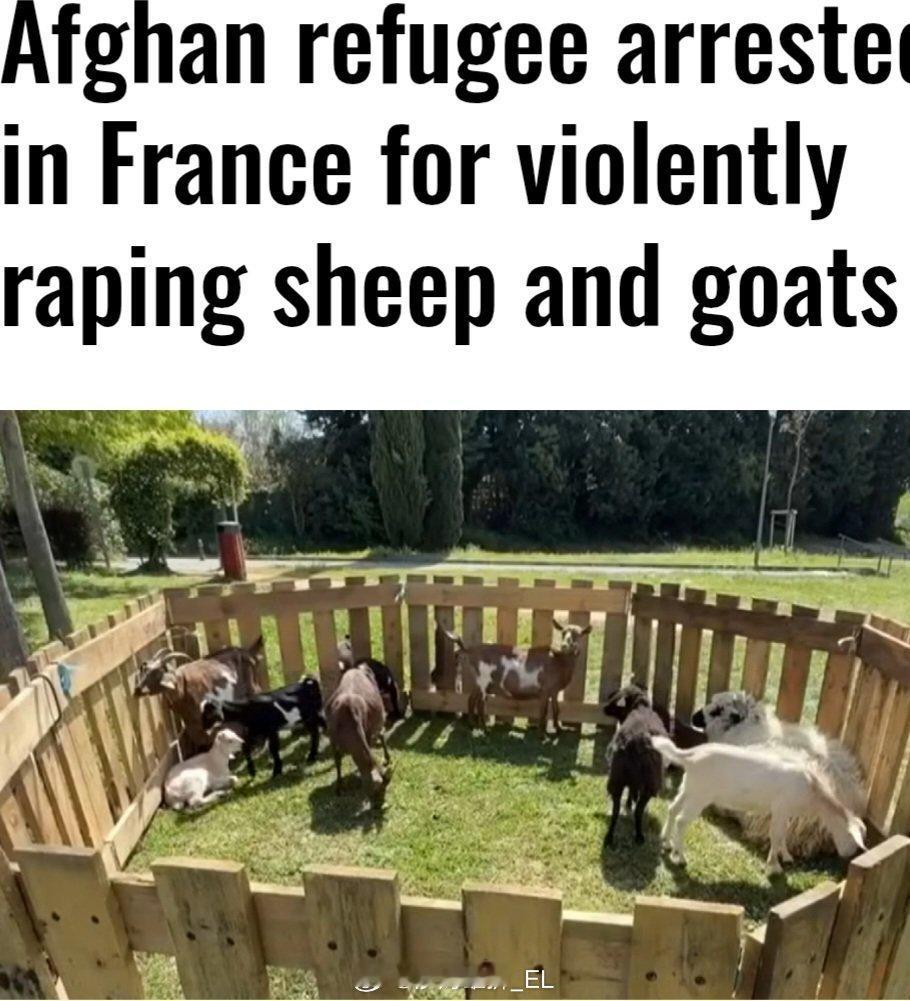 在法国，一名19岁的阿富汗难民因为强奸羔羊而被逮捕。 