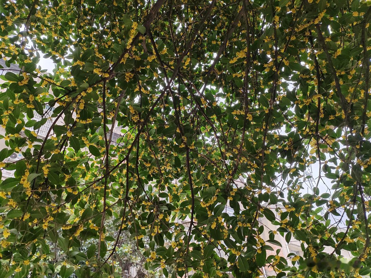 秋风秋雨秋思

淅沥沥的小雨滴滴答答下个不停，
小雨啊小雨，请你莫要停，
世间万