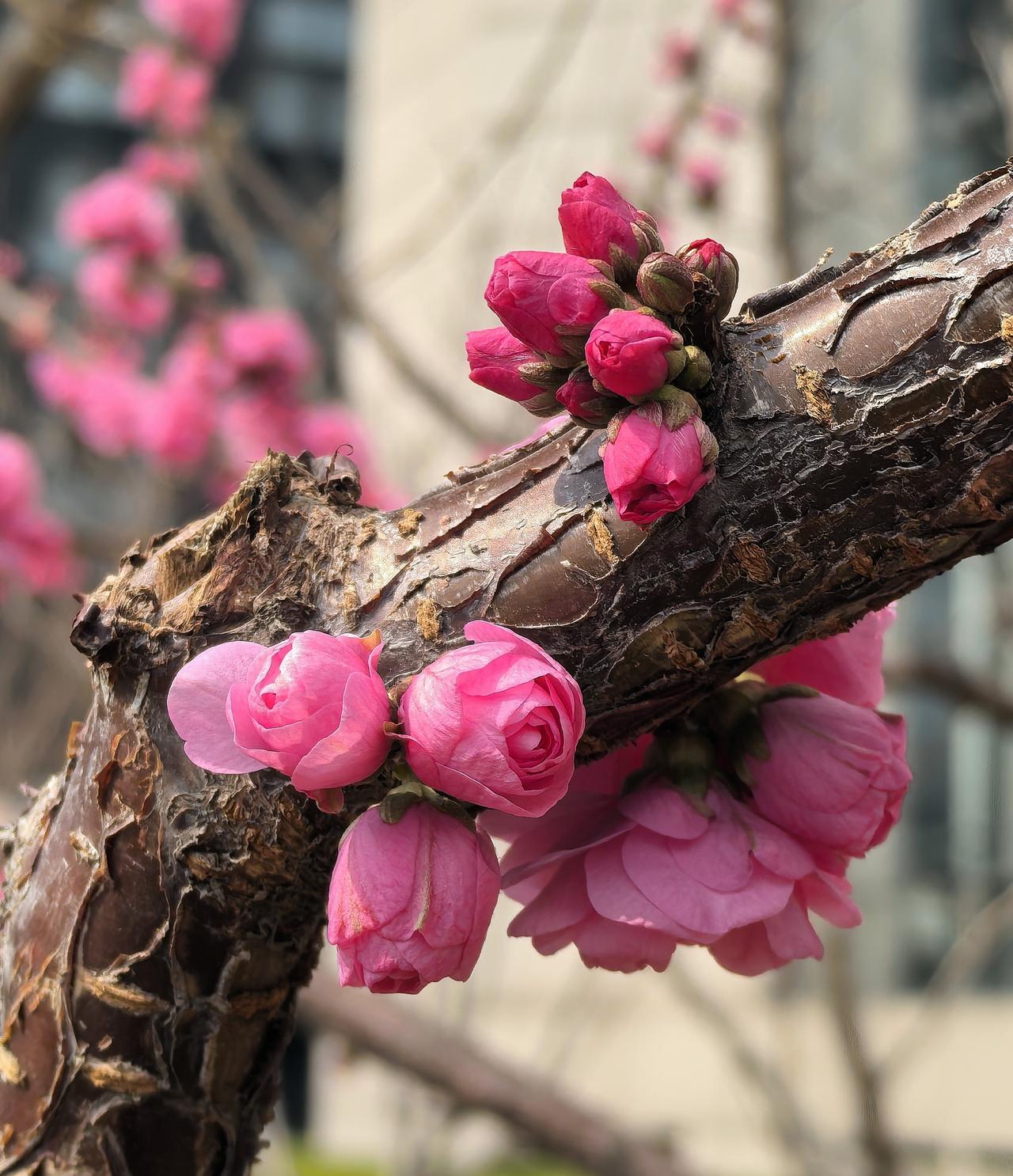 出门遛弯，竟在农科院院子里邂逅了一棵开花的梅花树，简直太惊喜！那玫瑰红色的花苞，