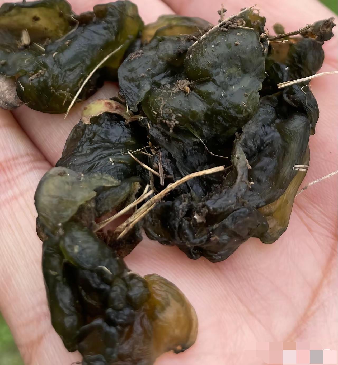 地皮菜，菌类植物，清洗干净后可以调水饺，包子馅，也可以炒着吃。我们这有几个酒店常