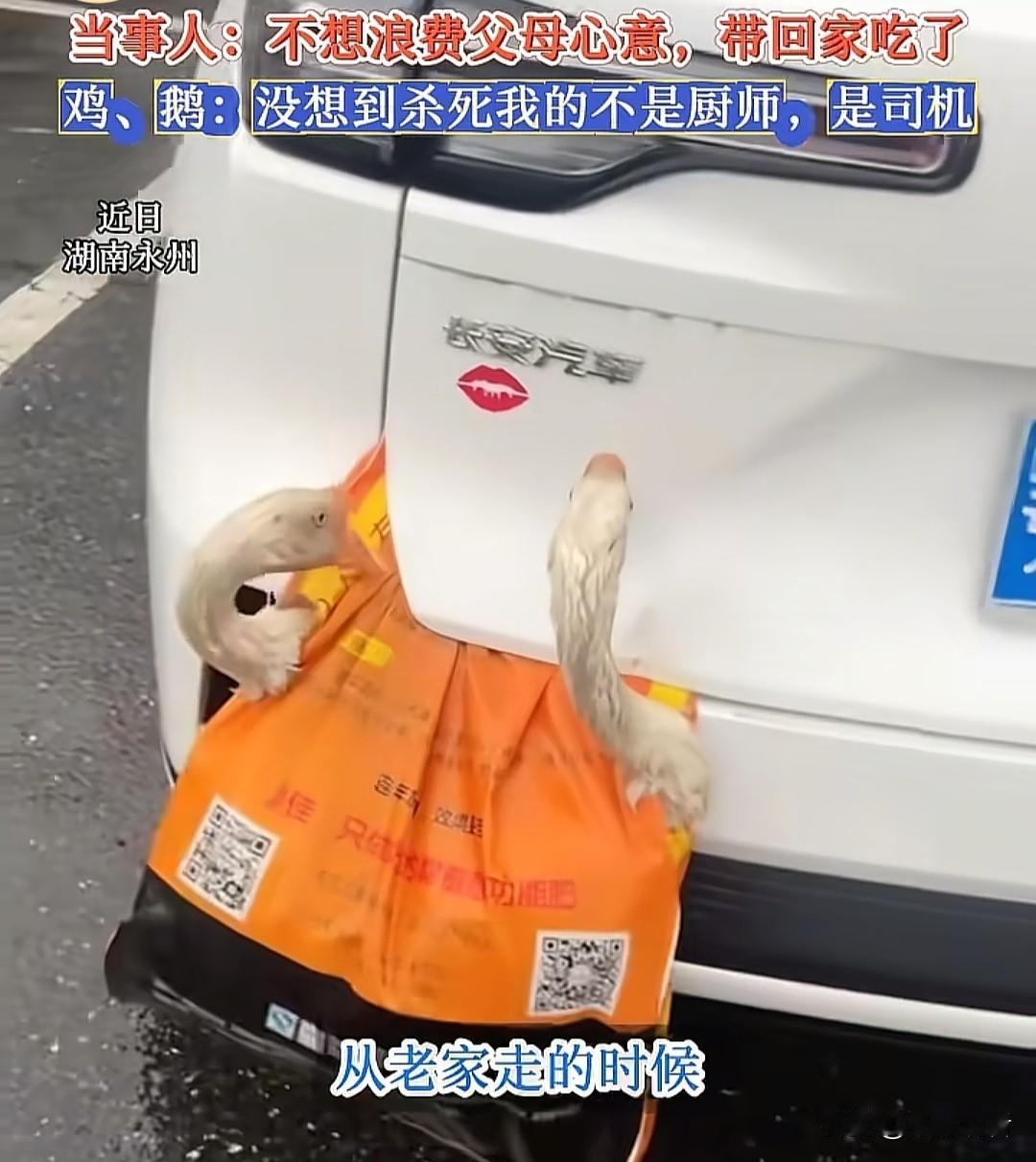 男子开车后备箱装鸡鸭返程遇追尾，结果笑喷🤣
 
湖南永州一男子的返程名场面太绝