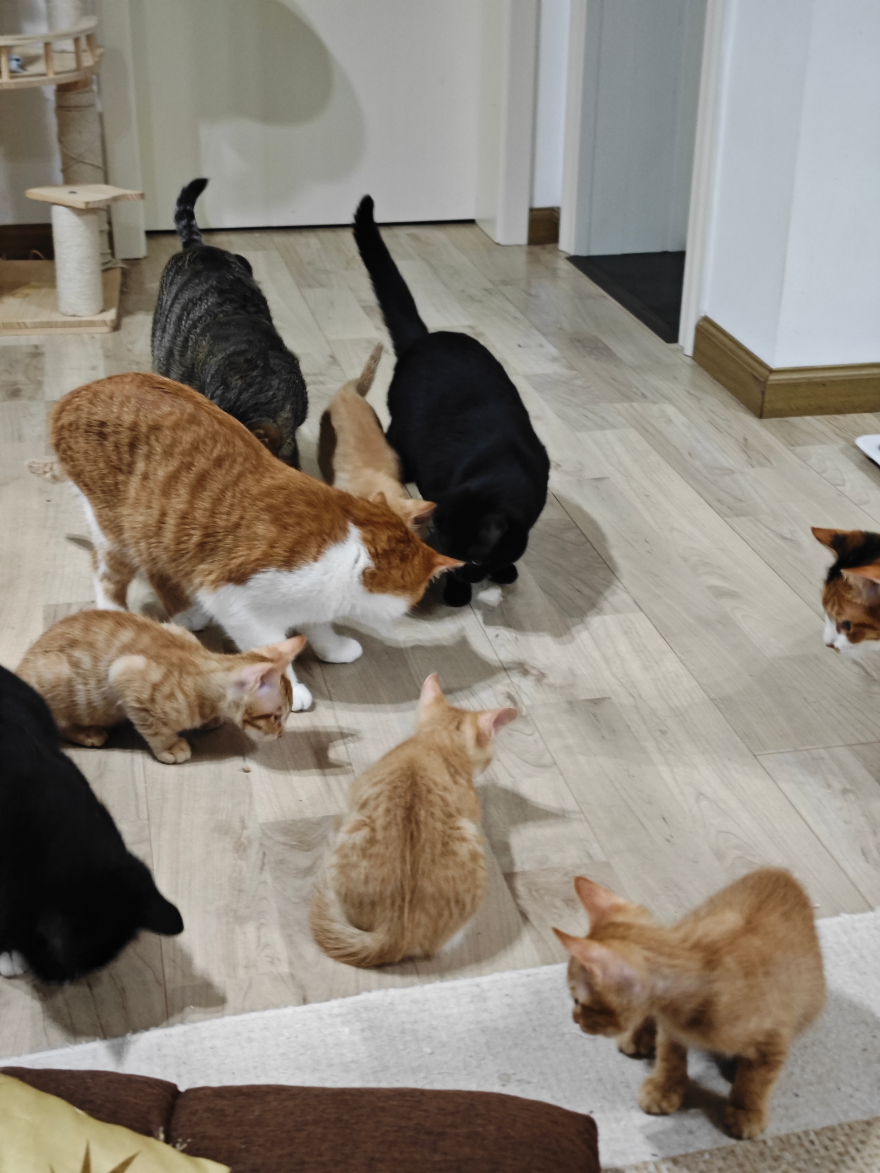 从未想过有一天，自己能救那么多只猫！！！ 
