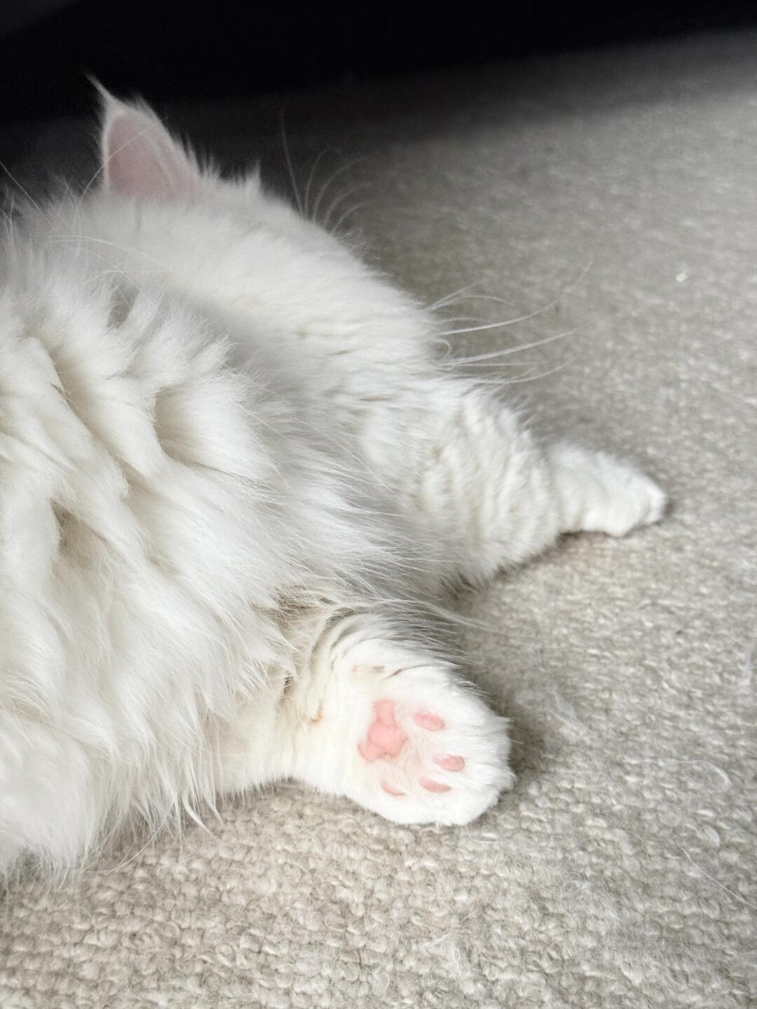 小猫脚 谁敢咬 