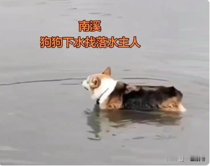 不知道说什么好，50多岁男子给狗捡玩具，结果被江水卷走。
5月25日，四川宜宾南
