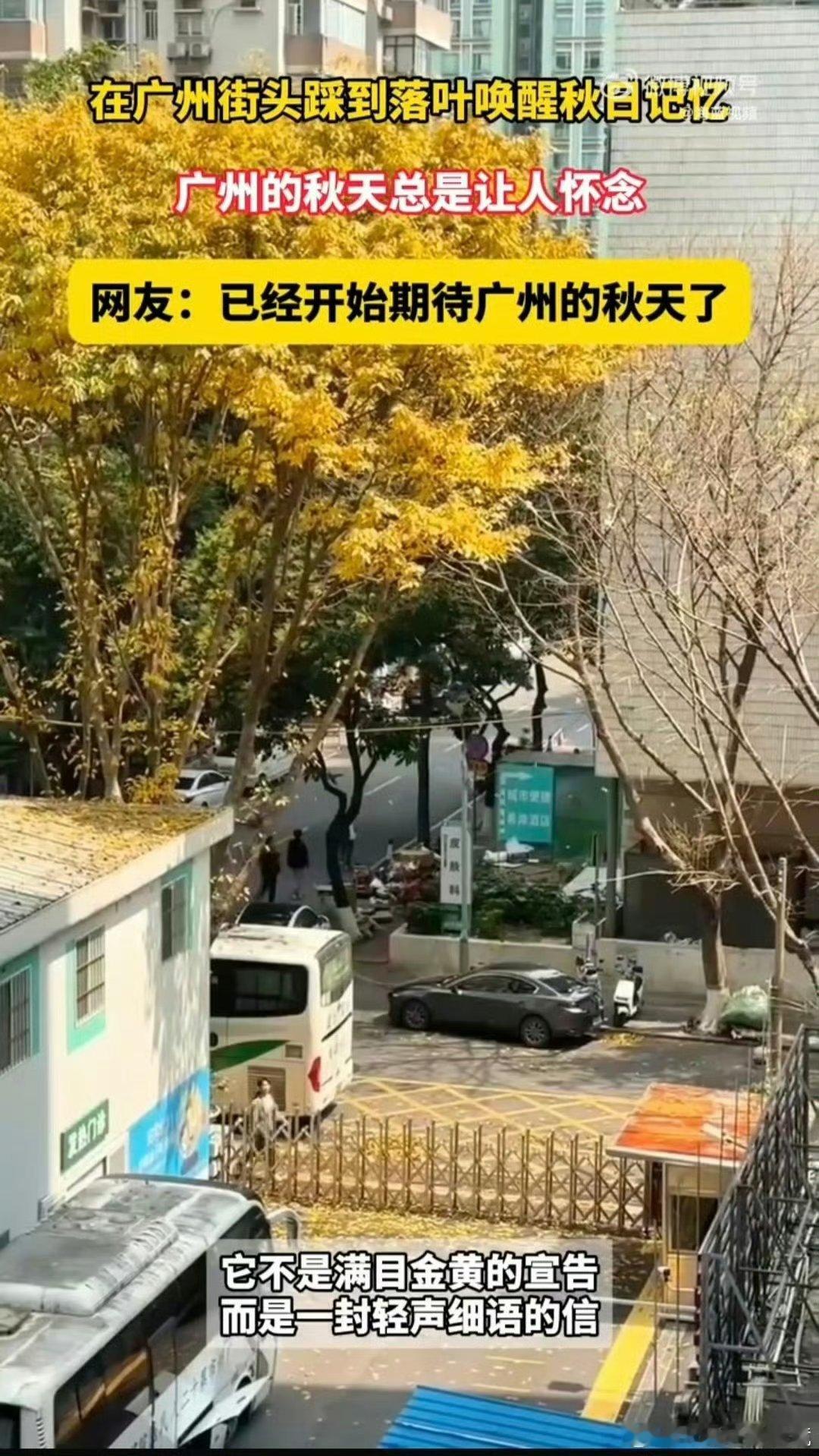 在广州第一次踩到落叶 踩落叶的快乐终于get到，羊城的秋天悄悄降临，满地金黄看着