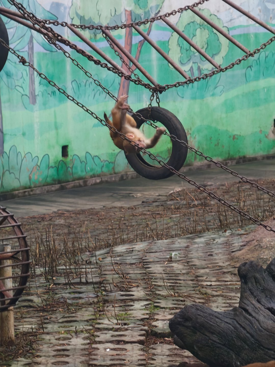 长焦看猴很不错 ​​​