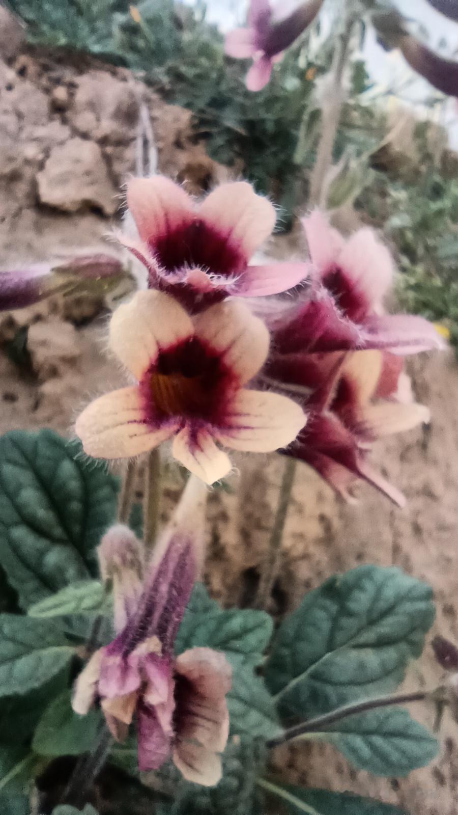 男人那点在乎，藏在“无所谓”的壳里
 
明明心里翻江倒海。
嘴上偏要说“随便”“