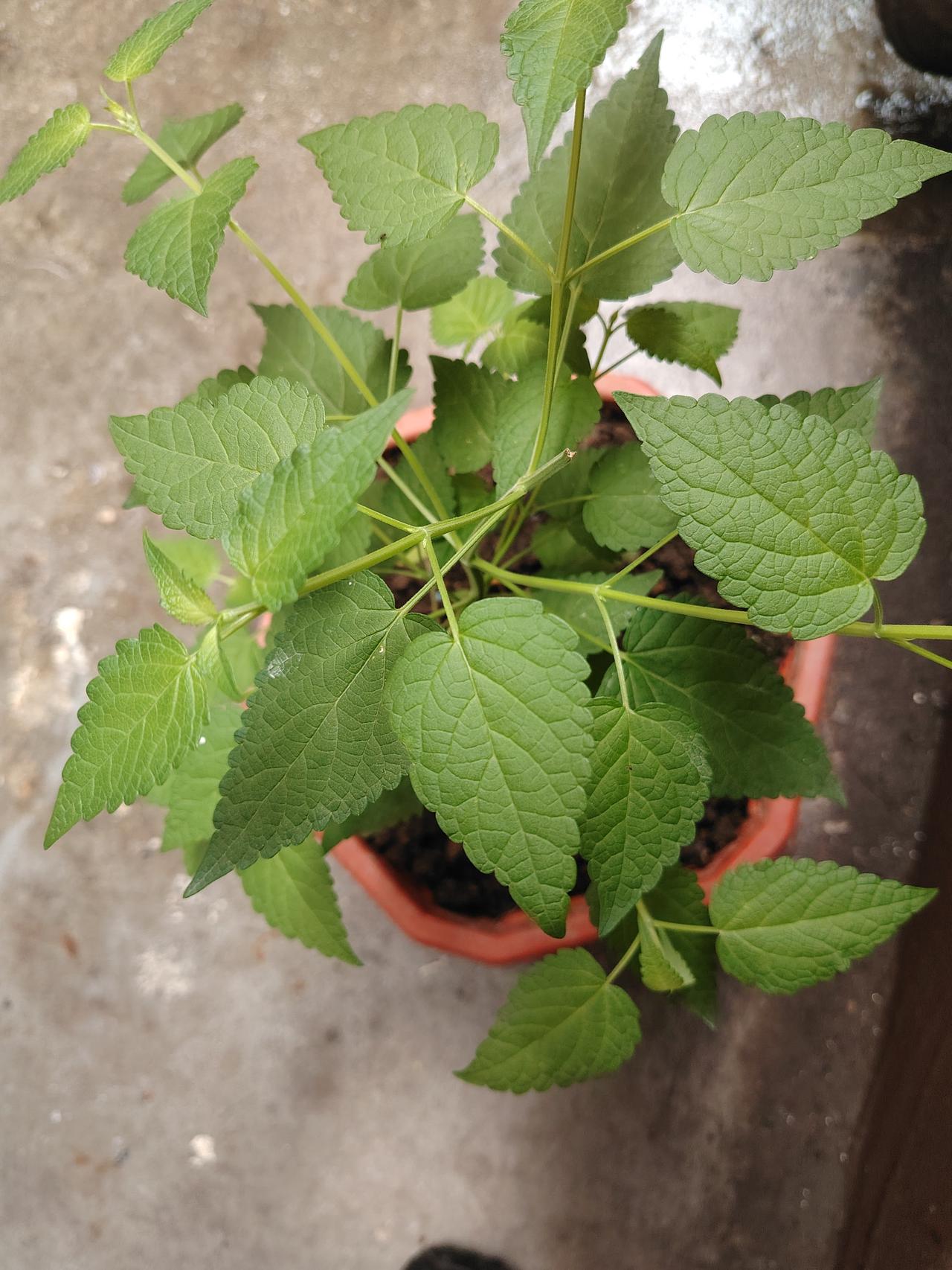桐柏山地区的五香叶，那味道绝了！其实它学名是藿香叶，是唇形科荆芥属植物的叶子。这