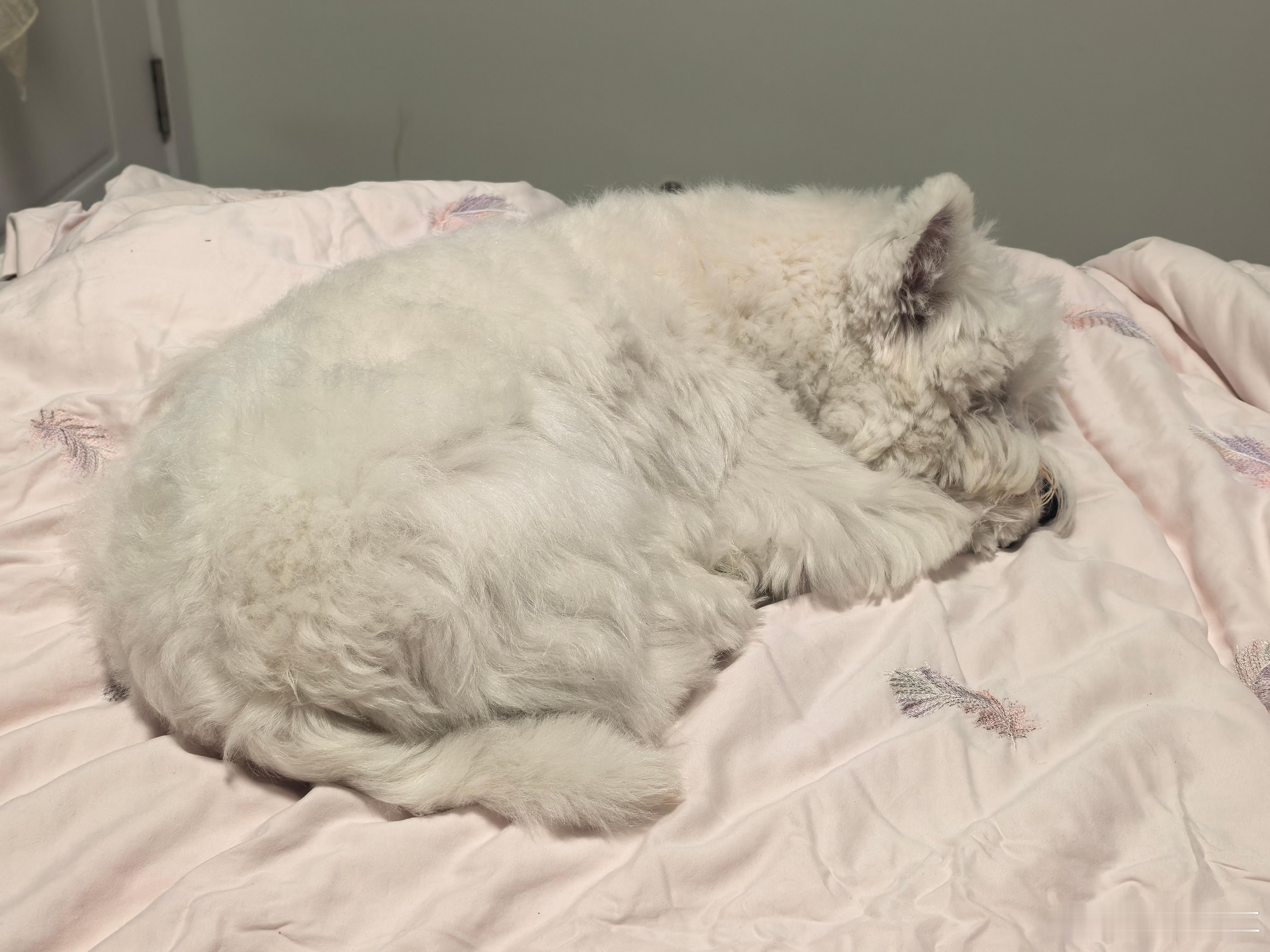 我和我的小狗都要睡了晚安🌙 