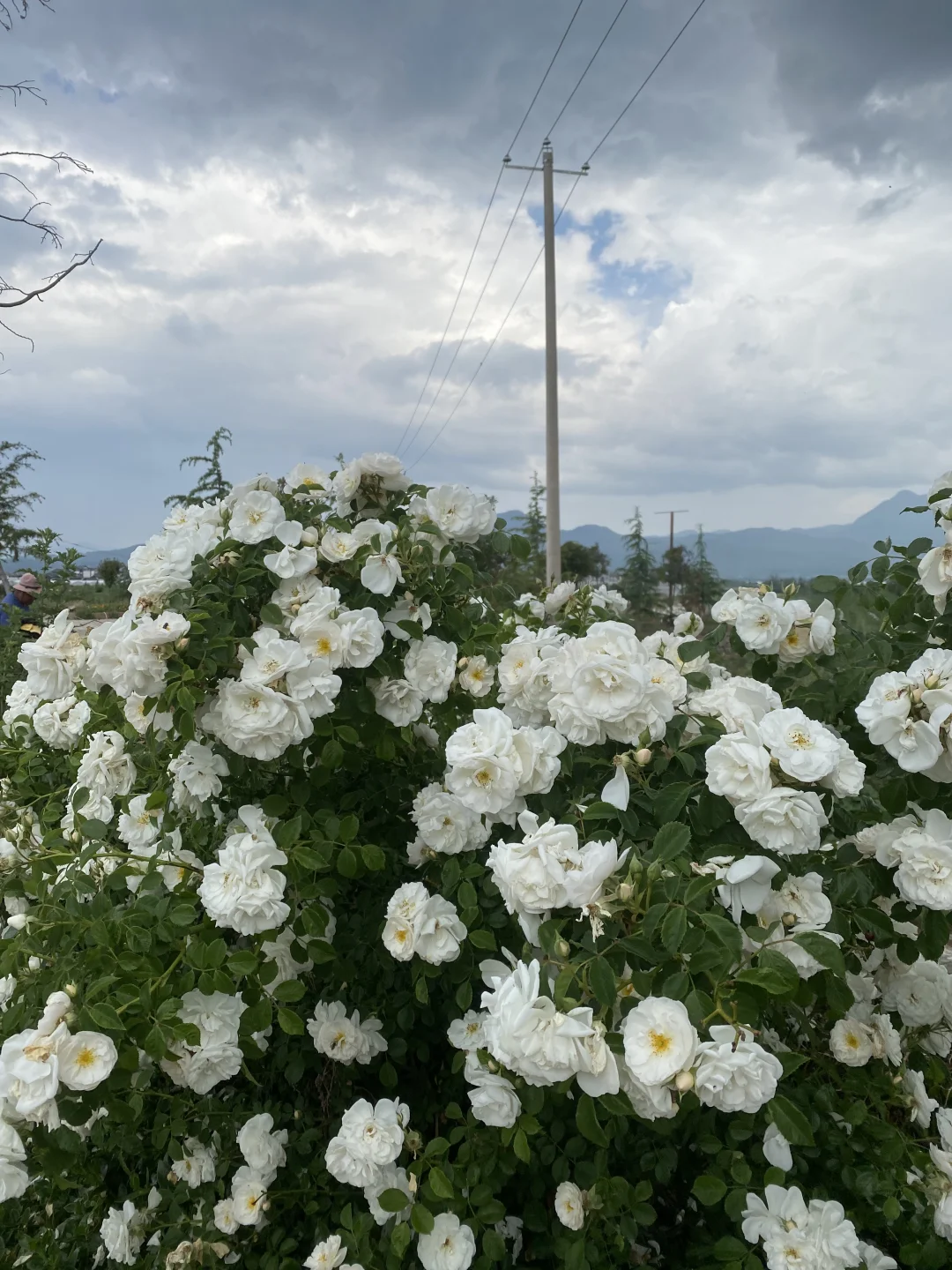 盛放的白色玫瑰花🌹