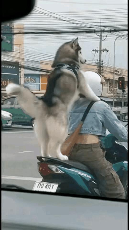 这个毛孩子，看起来太幸福了，可以想象的到，主人对它非常好，它才有这样的精神状态，