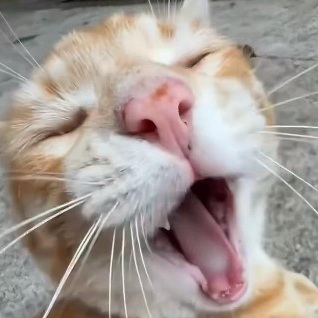 苹果实况你要毁了小猫 咪：窝要告上粗！！！！