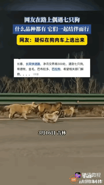 太感人了！真是最完美的结局！7只狗狗一起结伴历经17公里终于安全的回到了各自的家