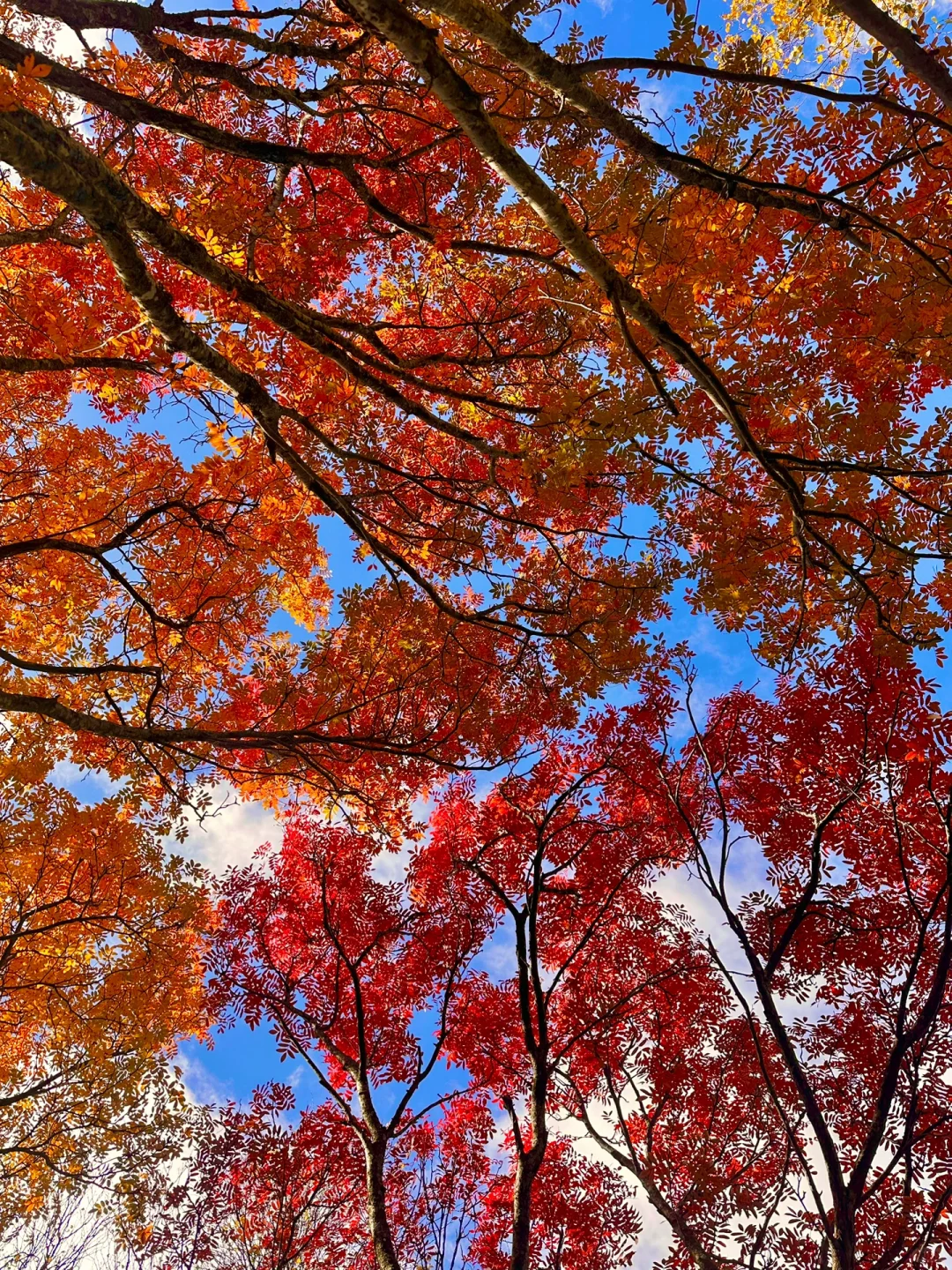 告别超雄九寨 松坪沟真的美得不像话！！