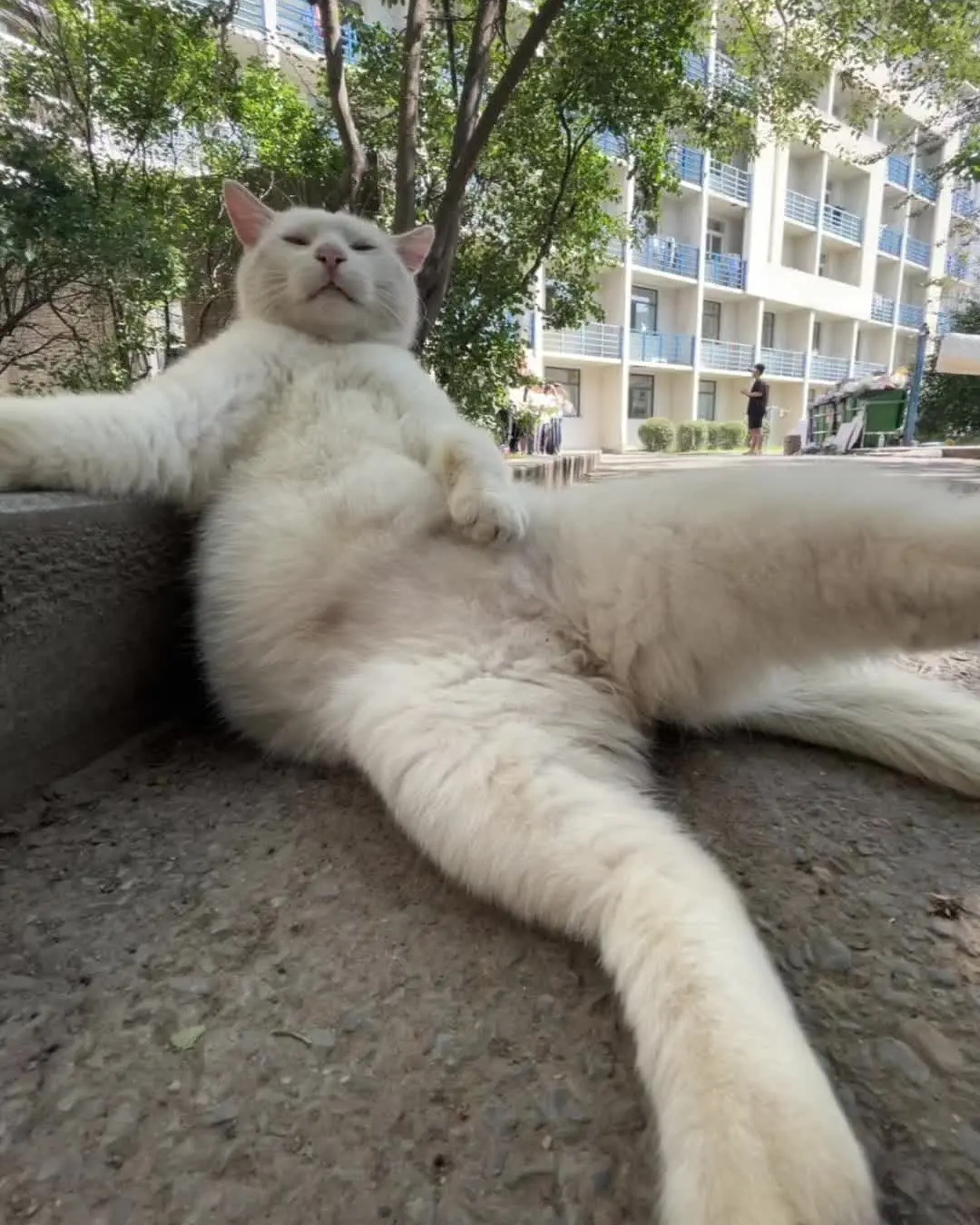 当猫咪学会了自拍