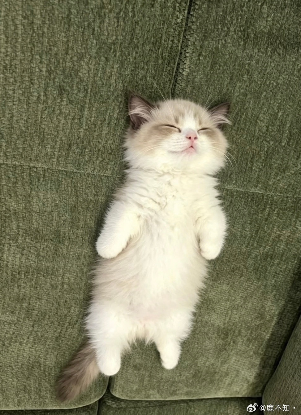 💤 