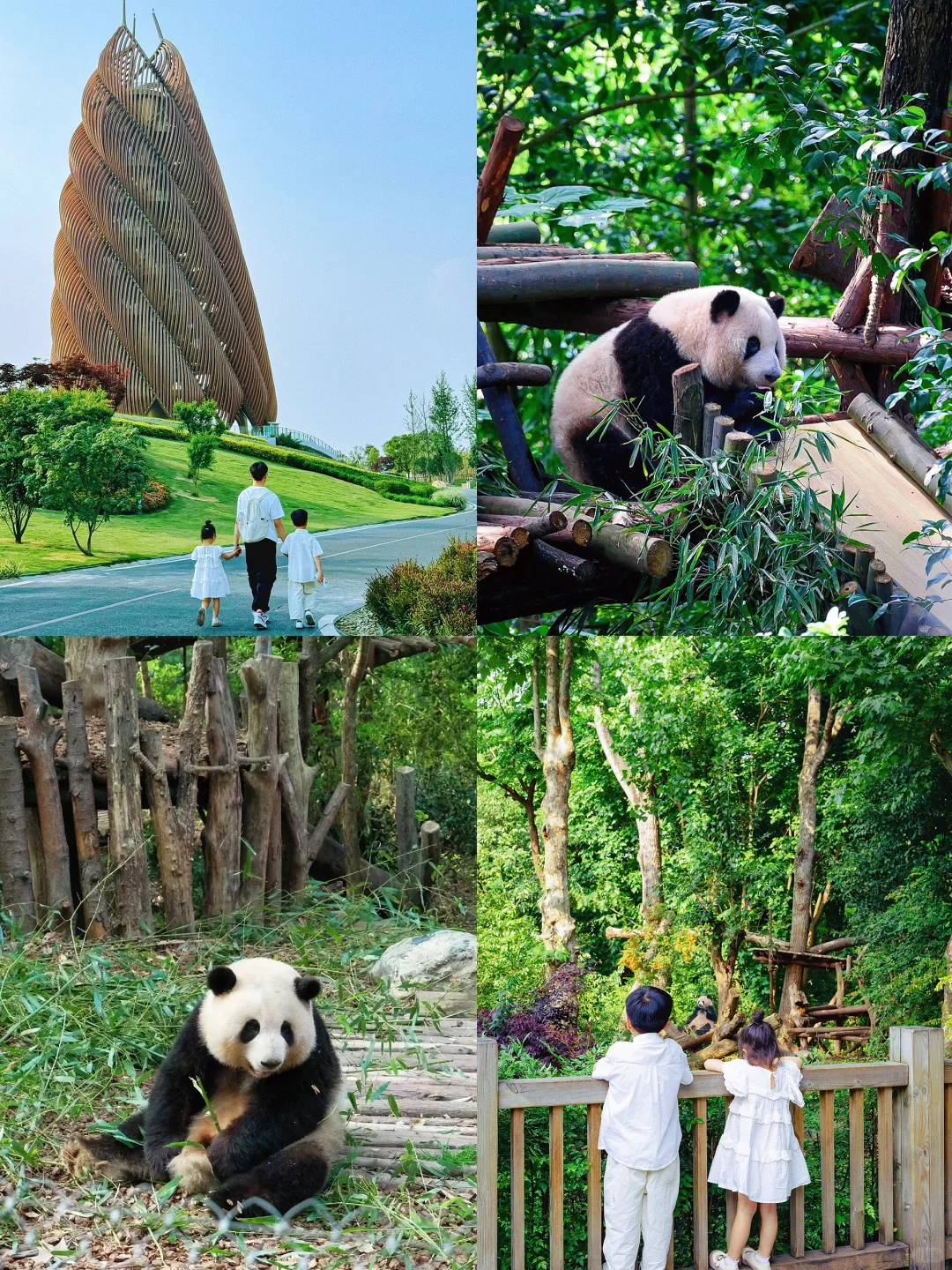 成都遛娃🐼｜五一熊猫基地亲子游最省力路线~