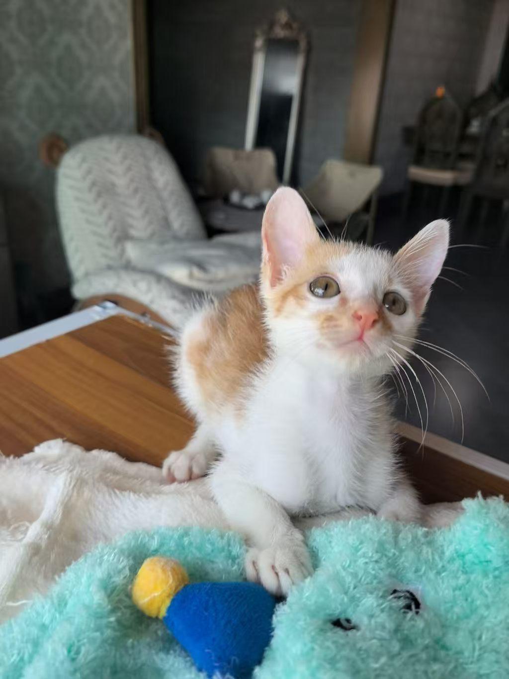 珠海，救助的流浪猫寻找爱心领养
橘猫叫筷子，公，2.5个月，1公斤。已经外驱、洗