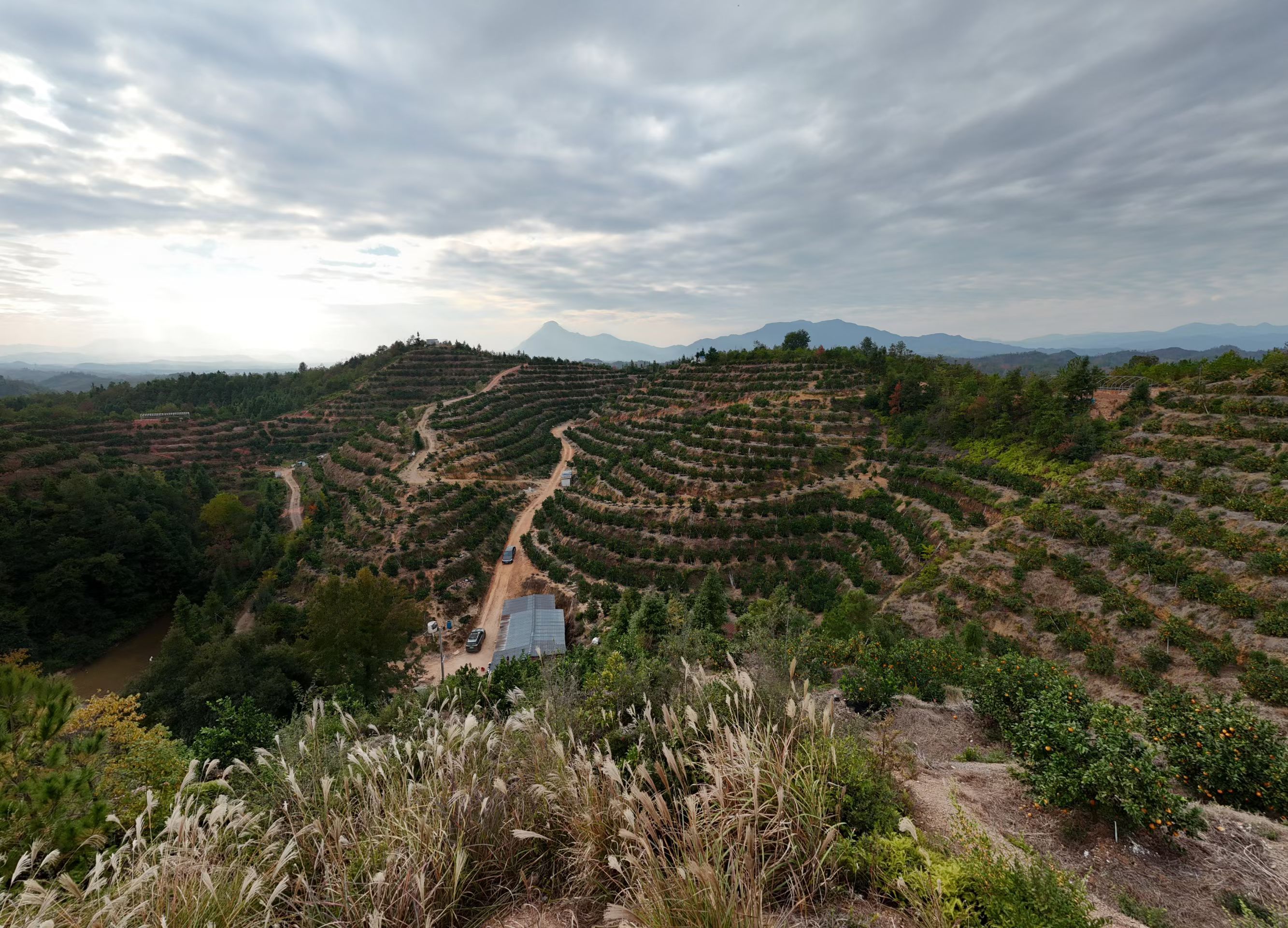 新一期帮老家卖农产品来辣我是江西人，江西南边产的橙子是我从小吃到大的日常水果，恰
