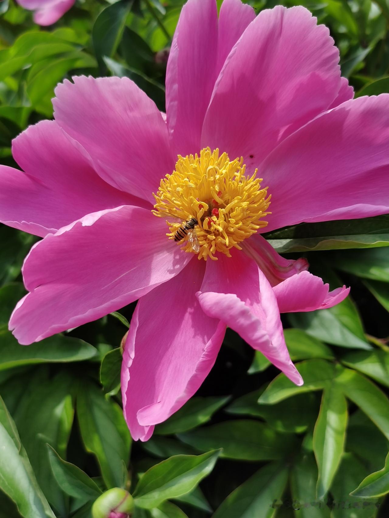 你知道这是什么花吗？