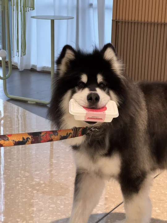 可可爱爱