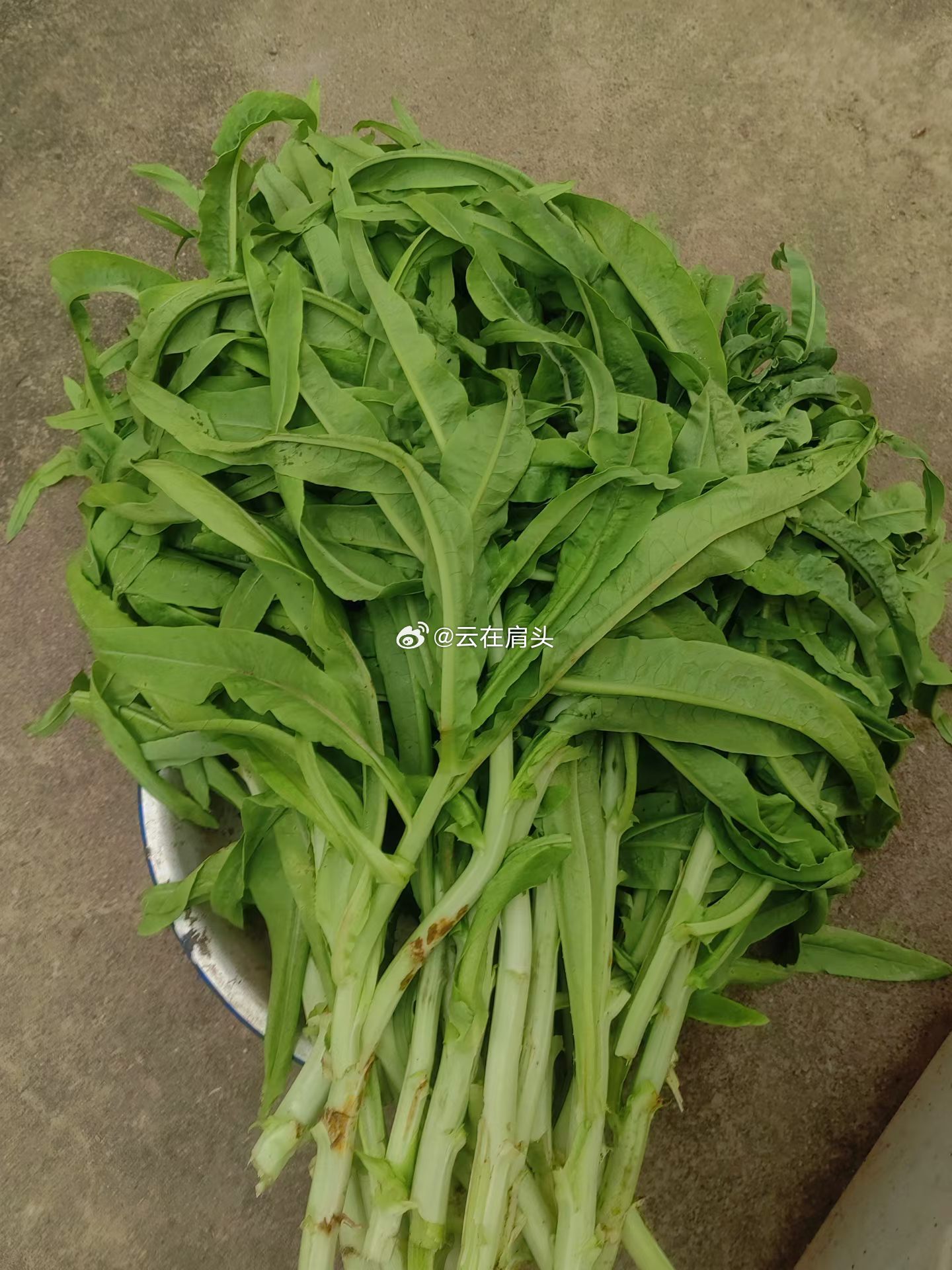 生活手记老娘准备出发去佳木斯妹妹家，作为姐姐亲手采摘菜园大礼包！千里投喂给妹妹，