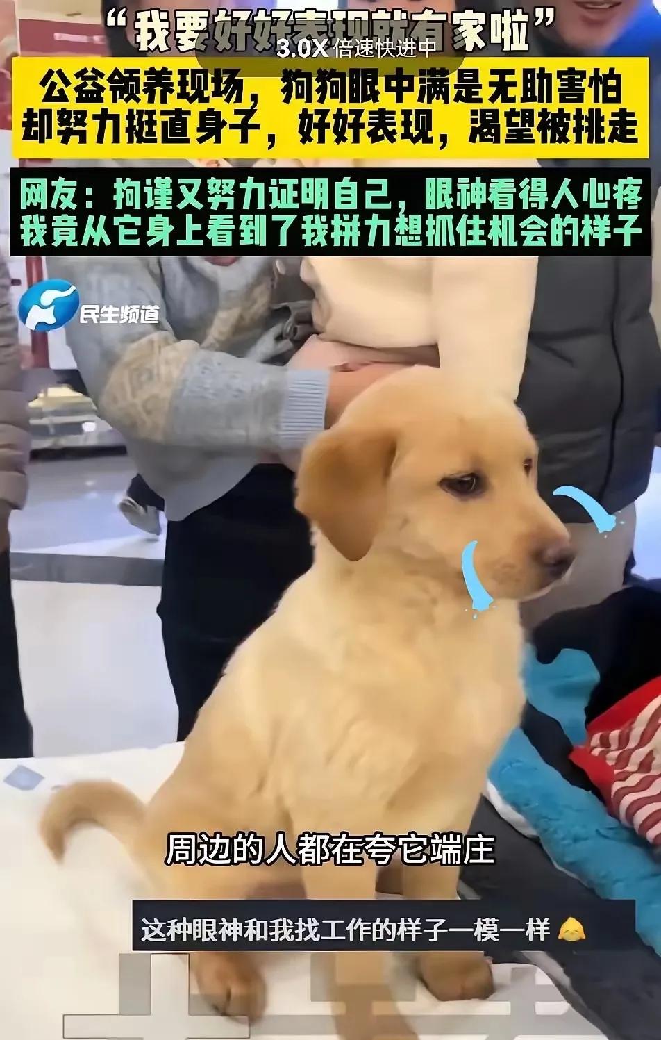 后续来了！
 
全网心疼的坐姿小狗铁柱成功领养！从紧绷不安到肆意放松，终于拥有了